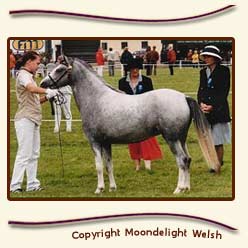 Moondelight Daffodil