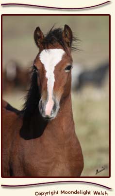 Moondelight Governor