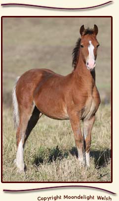 Moondelight Lord Loxley