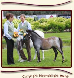 Moondelight Napoleon